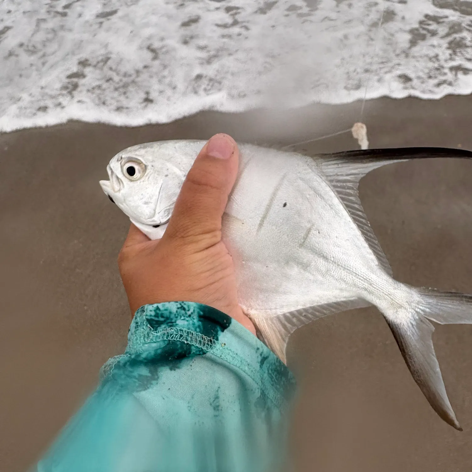 Palometa caught on Fishbrain