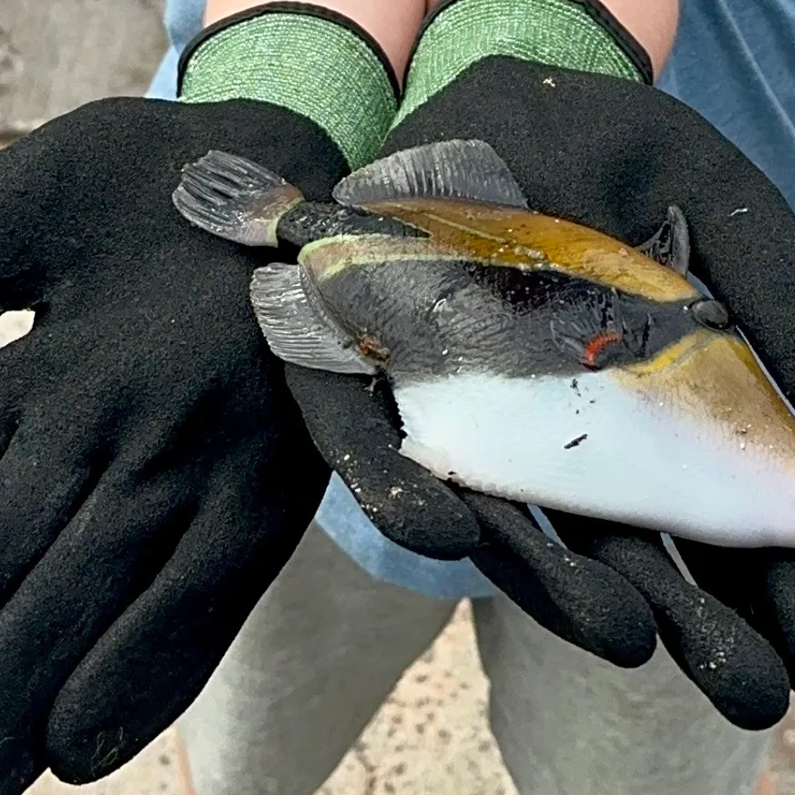 The most recent Wedge-tail triggerfish catches on Fishbrain