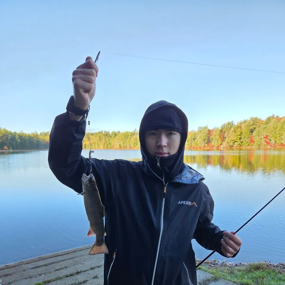 Brook trout caught on Fishbrain