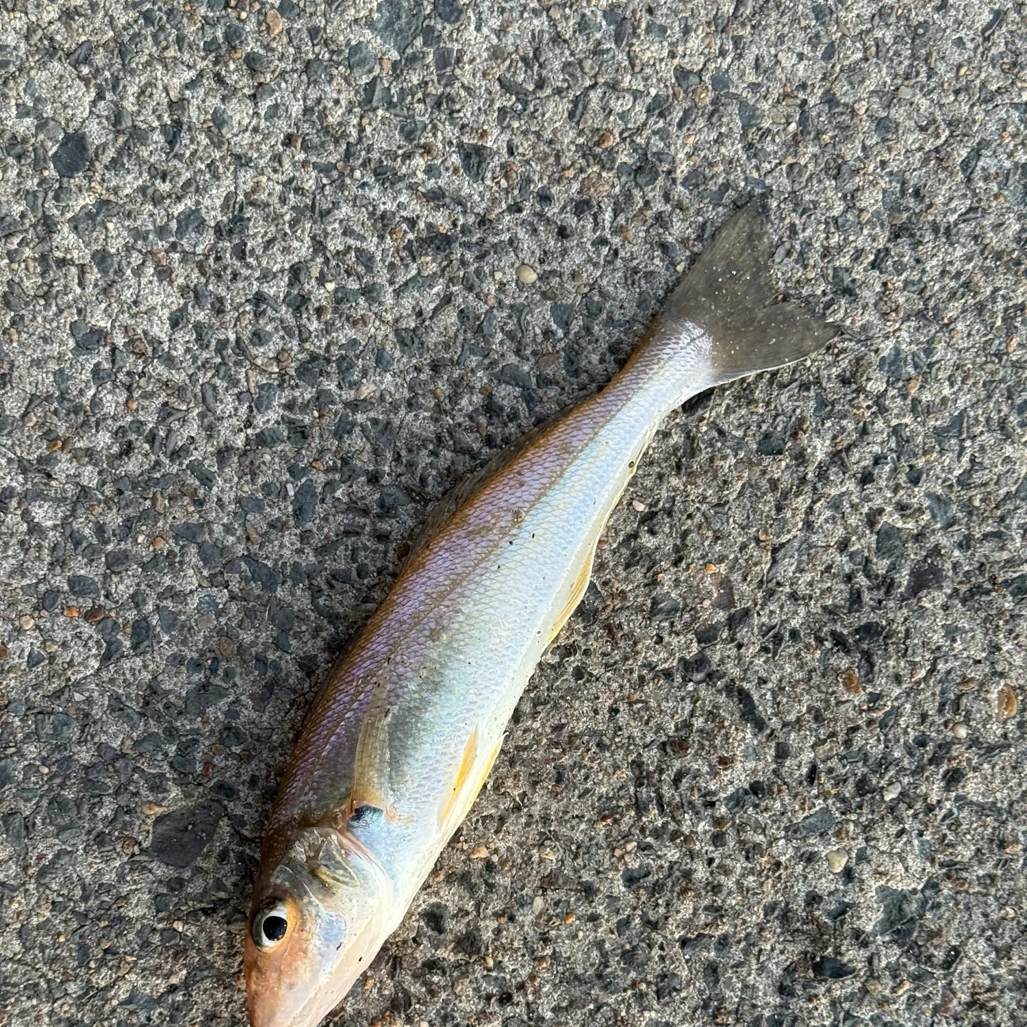 The most recent Sand sillago catches on Fishbrain