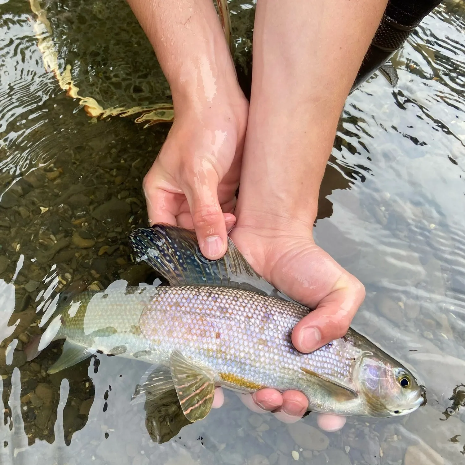 The most recent Arctic grayling catches on Fishbrain