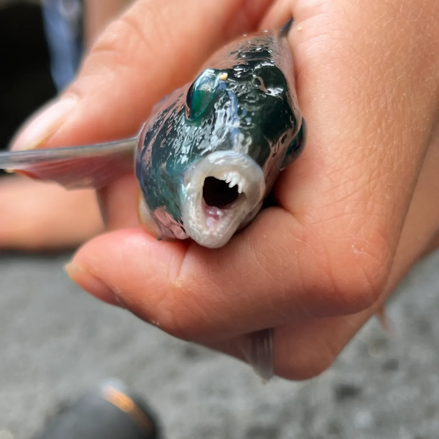 The most recent Cuckoo wrasse catches on Fishbrain