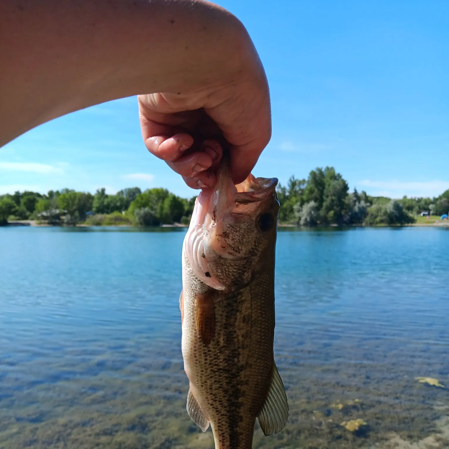 angler catch
