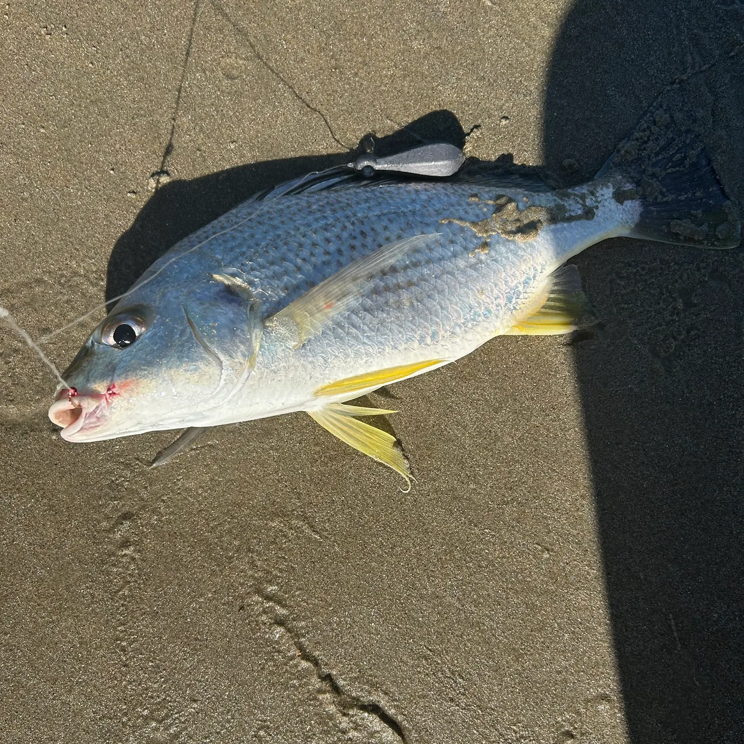 The most recent Javelin grunter catches on Fishbrain