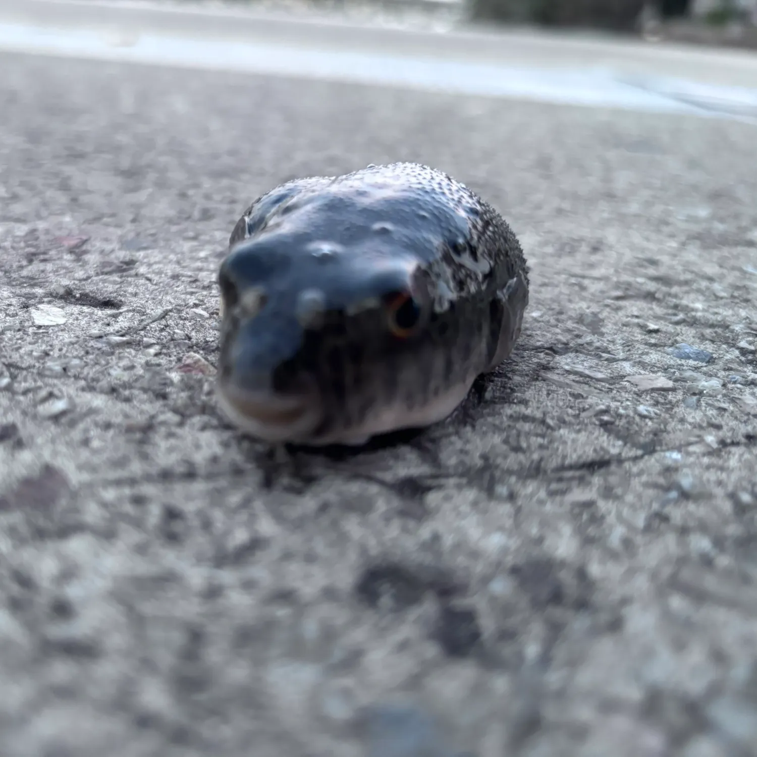 The most recent Smooth toadfish catches on Fishbrain