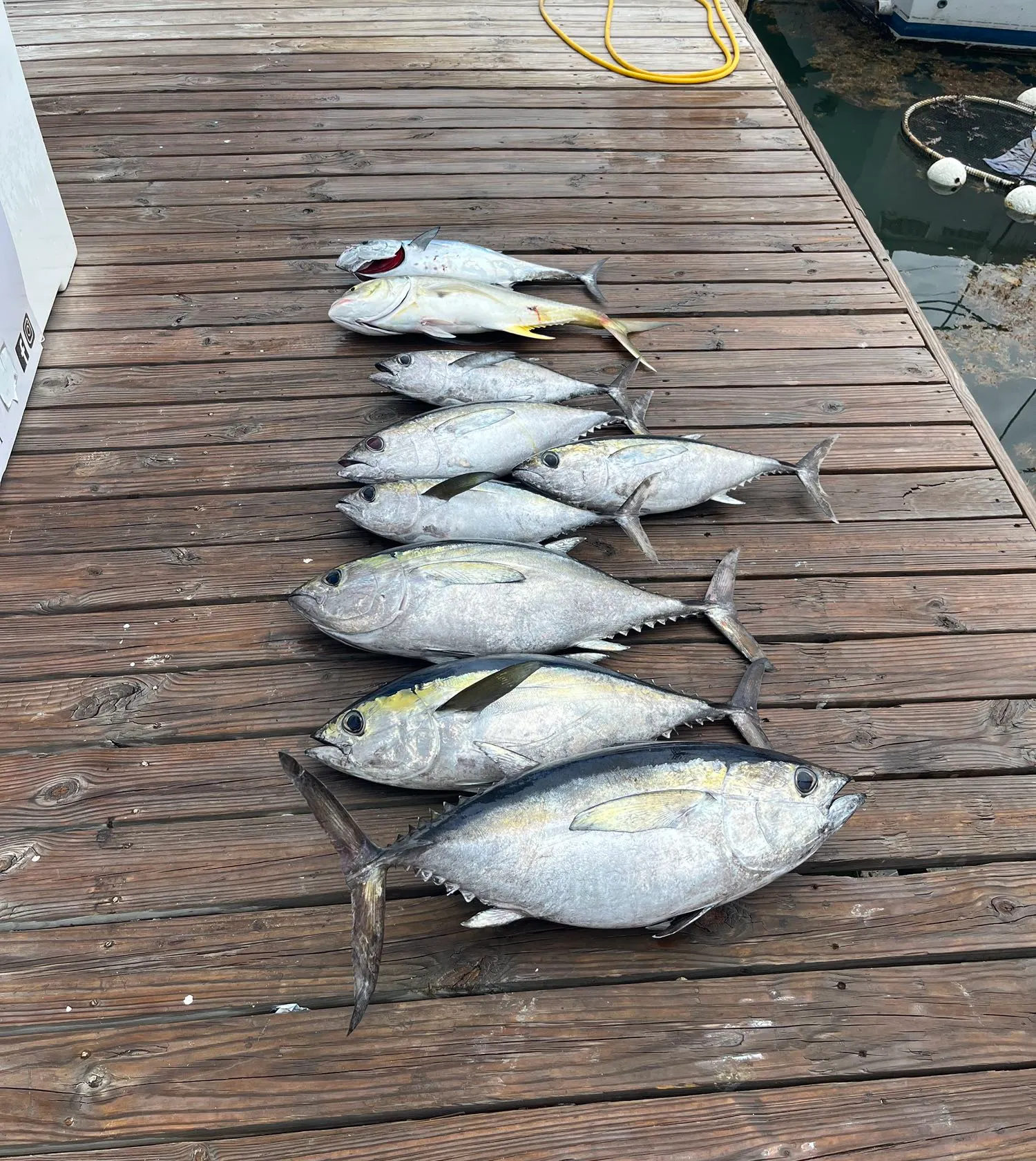 recently logged catches