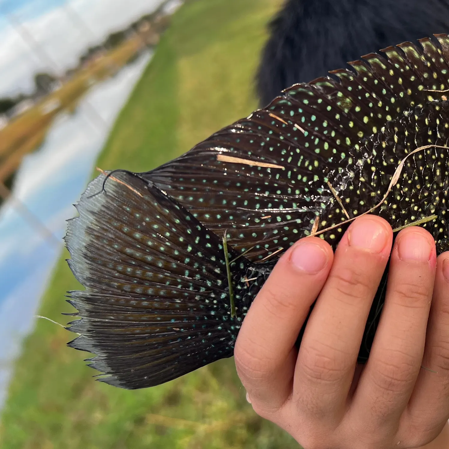 Rio Grande cichlid caught on Fishbrain