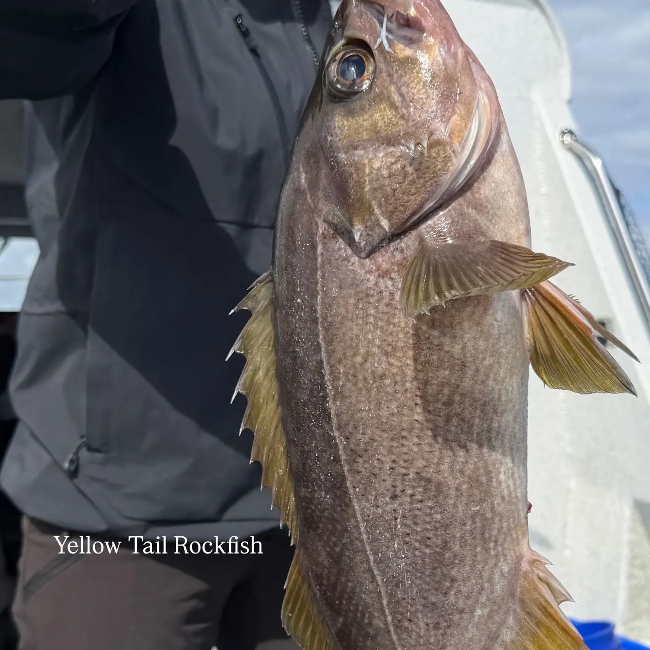 The most recent Yellowtail rockfish catches on Fishbrain