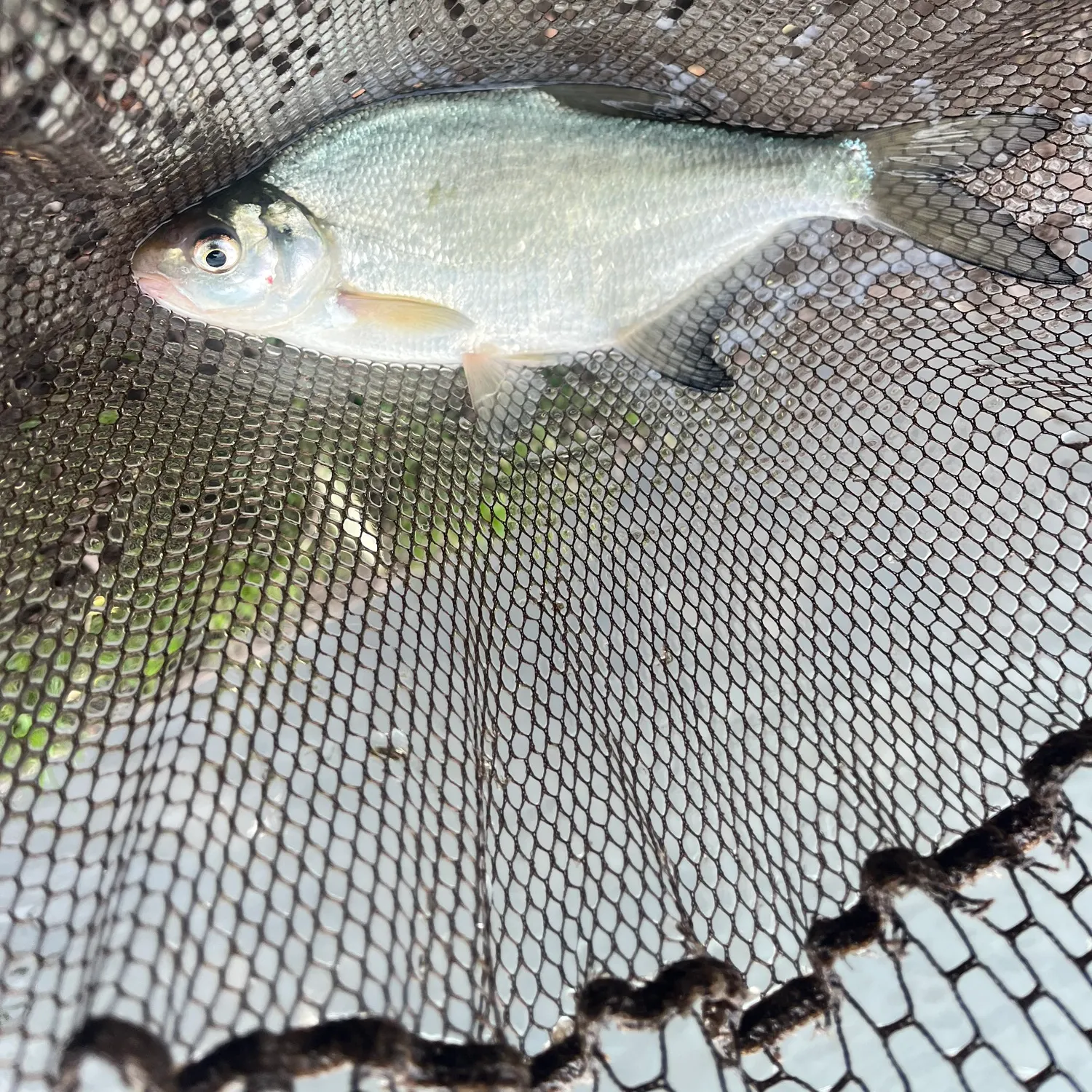 Common bream caught on Fishbrain