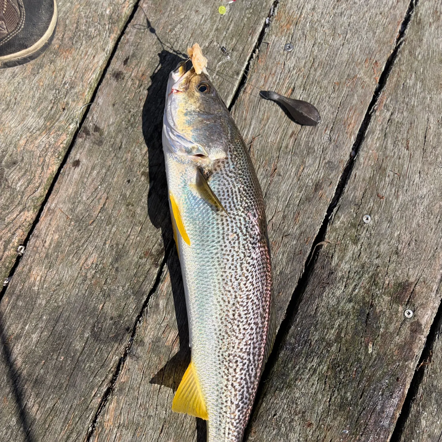 The most recent Gray weakfish catches on Fishbrain