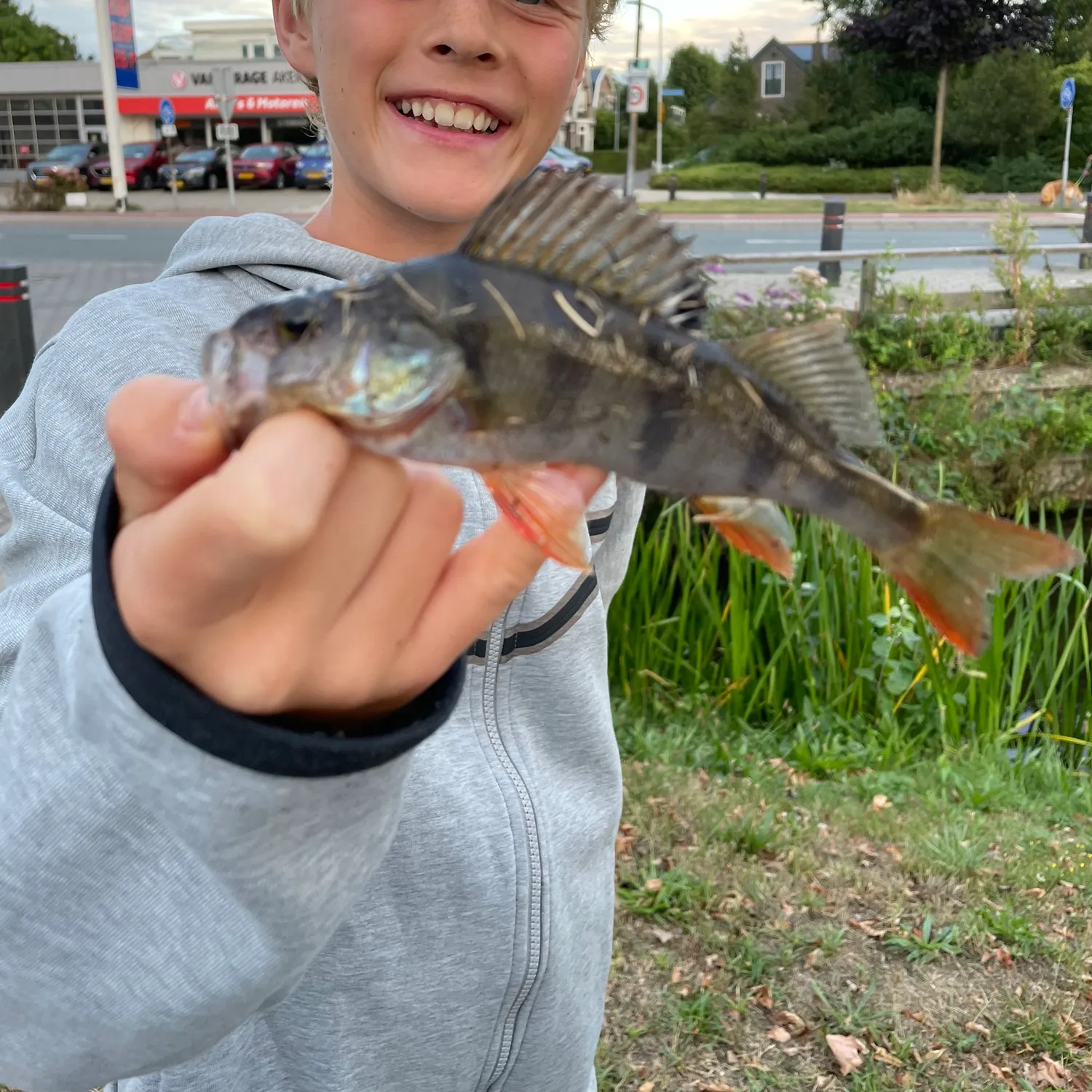 European perch caught on Fishbrain