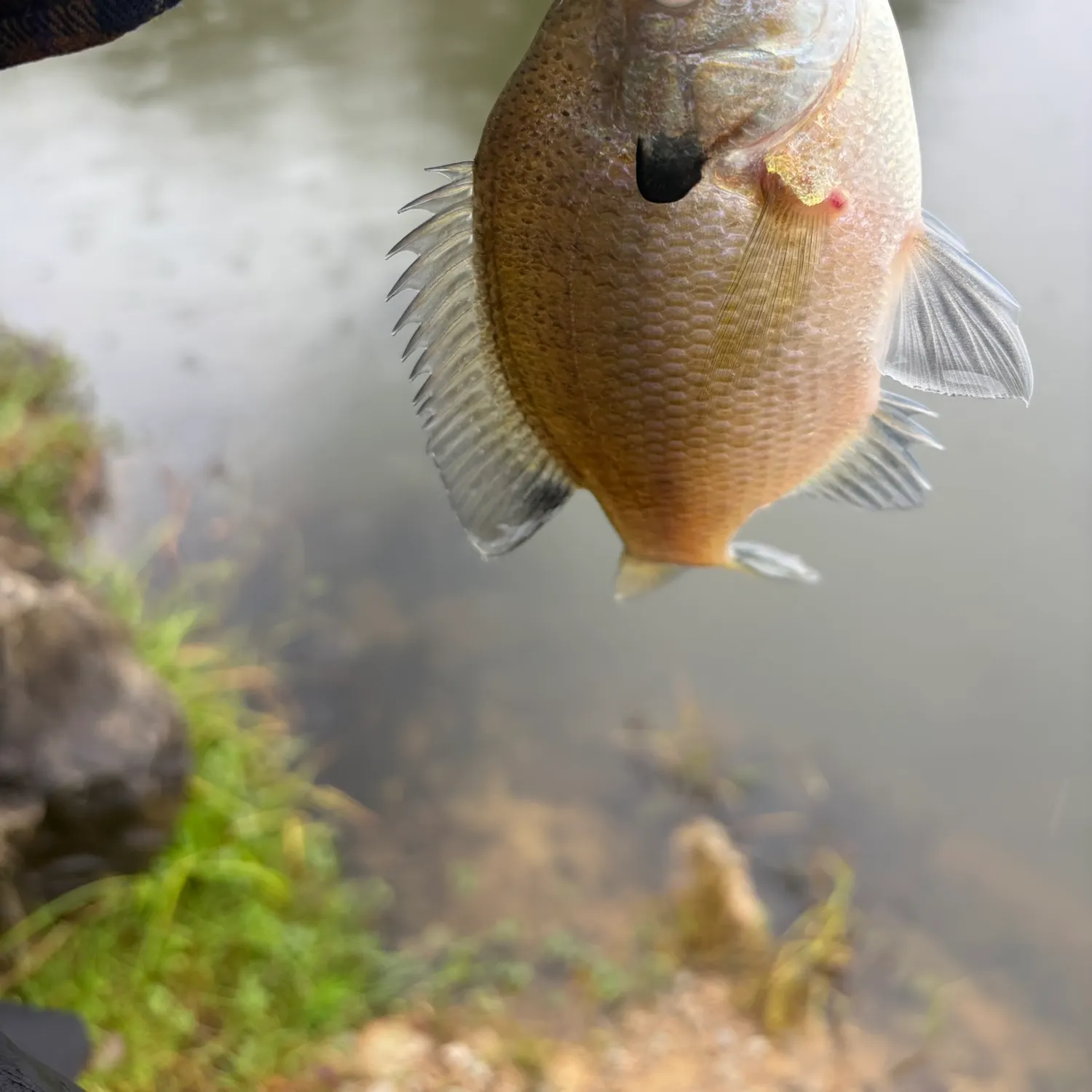 Bluegill caught on Fishbrain