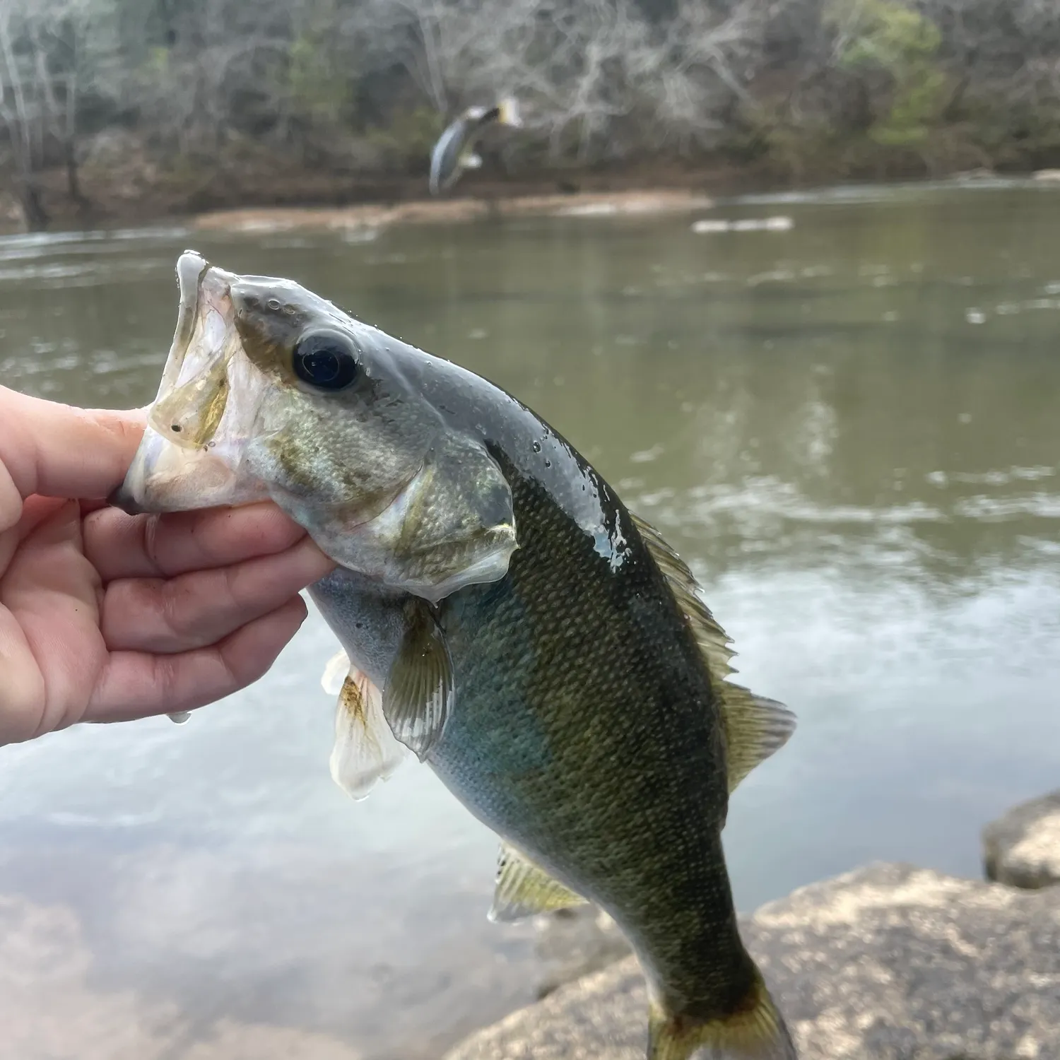 The most recent Shoal bass catches on Fishbrain