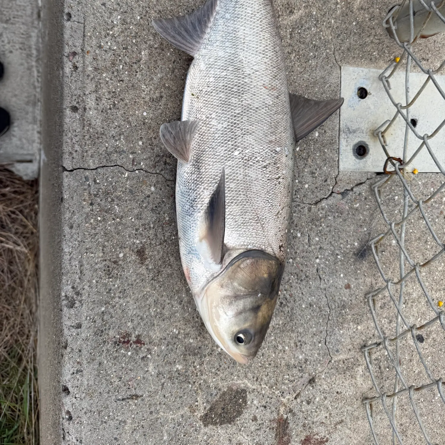 Silver carp caught on Fishbrain