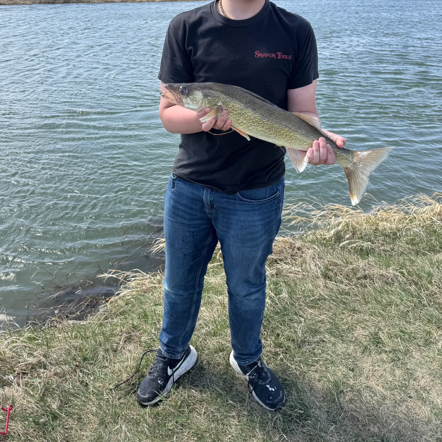 The most recent Walleye catches on Fishbrain
