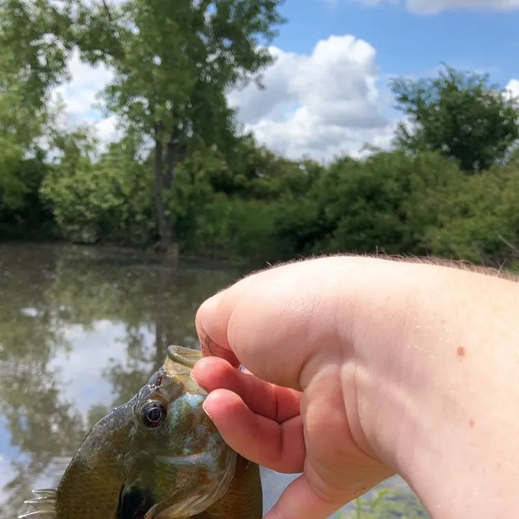The most recent Wargill hybrid catches on Fishbrain