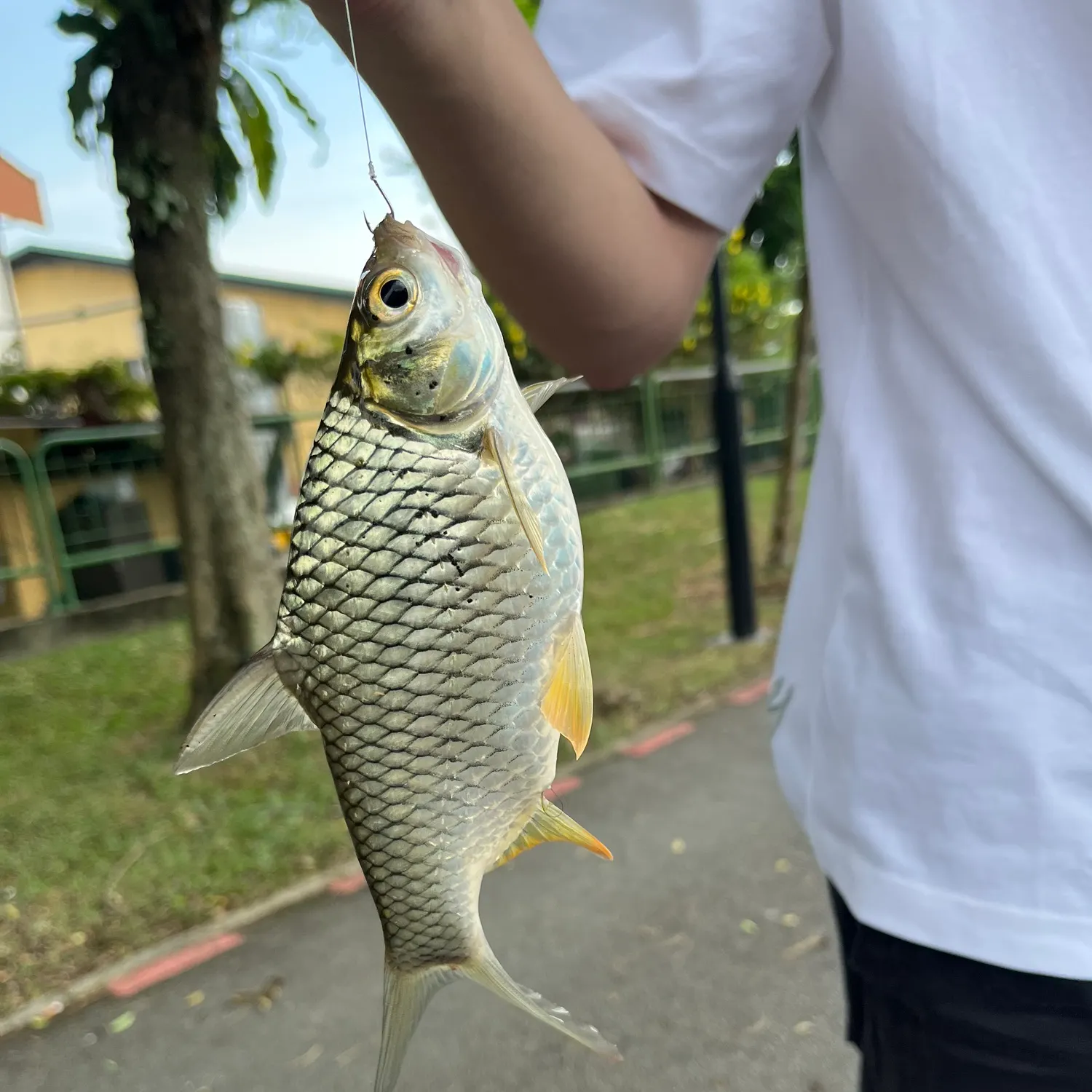 most liked catch image