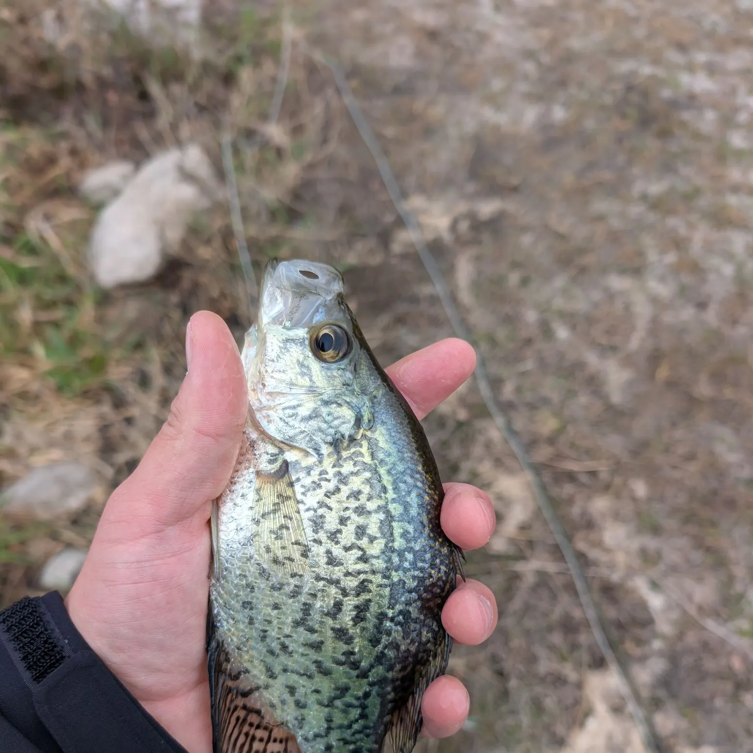 Black crappie caught on Fishbrain