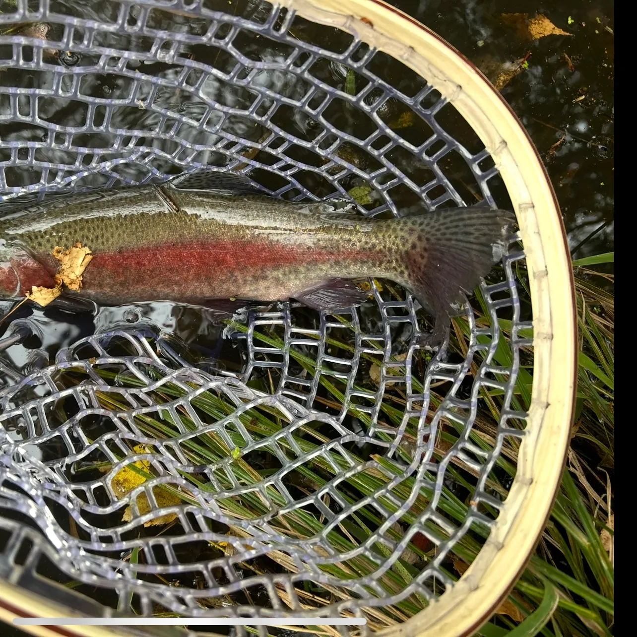 Rainbow trout caught on Fishbrain