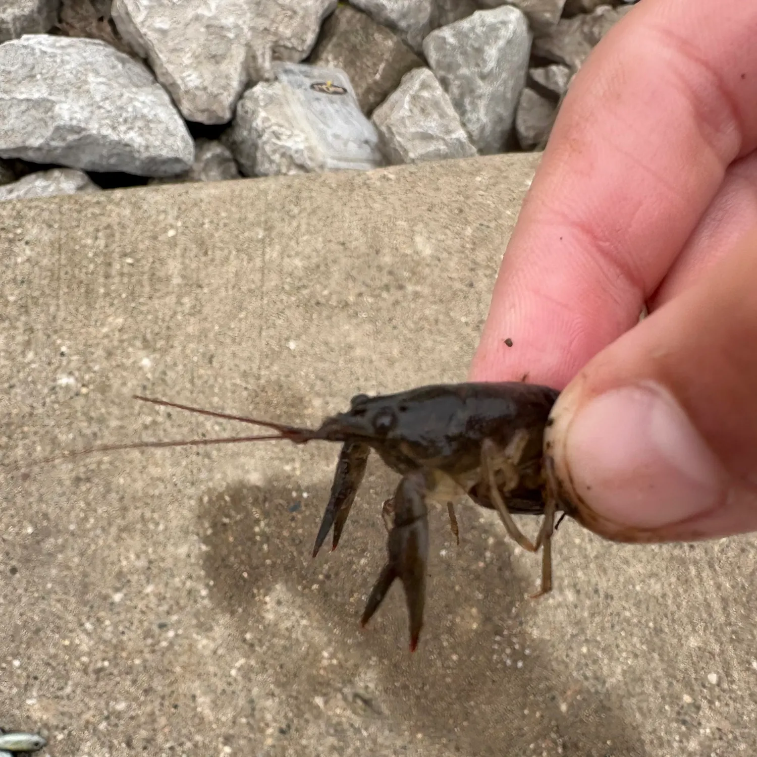 Signal crayfish caught on Fishbrain