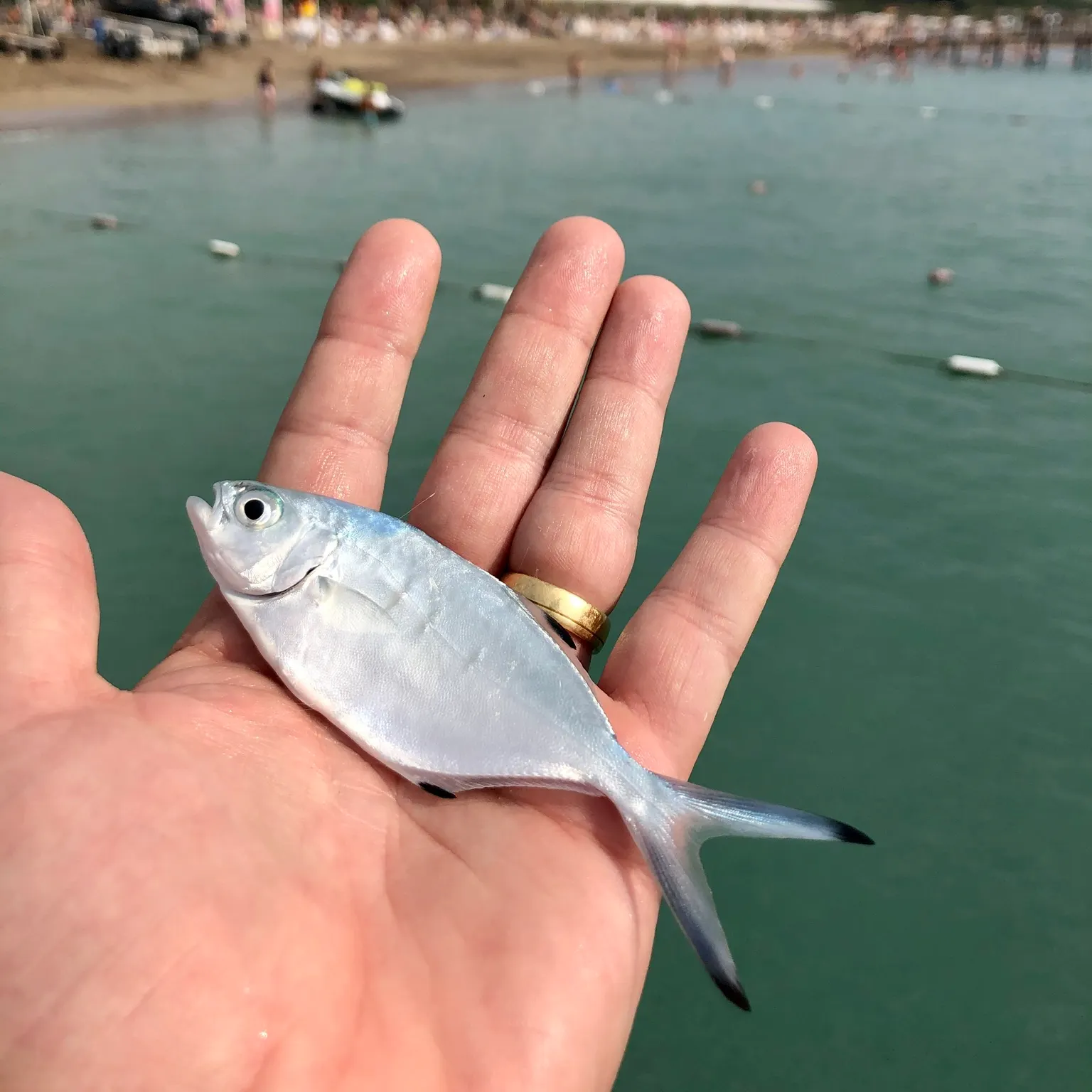 most liked catch image