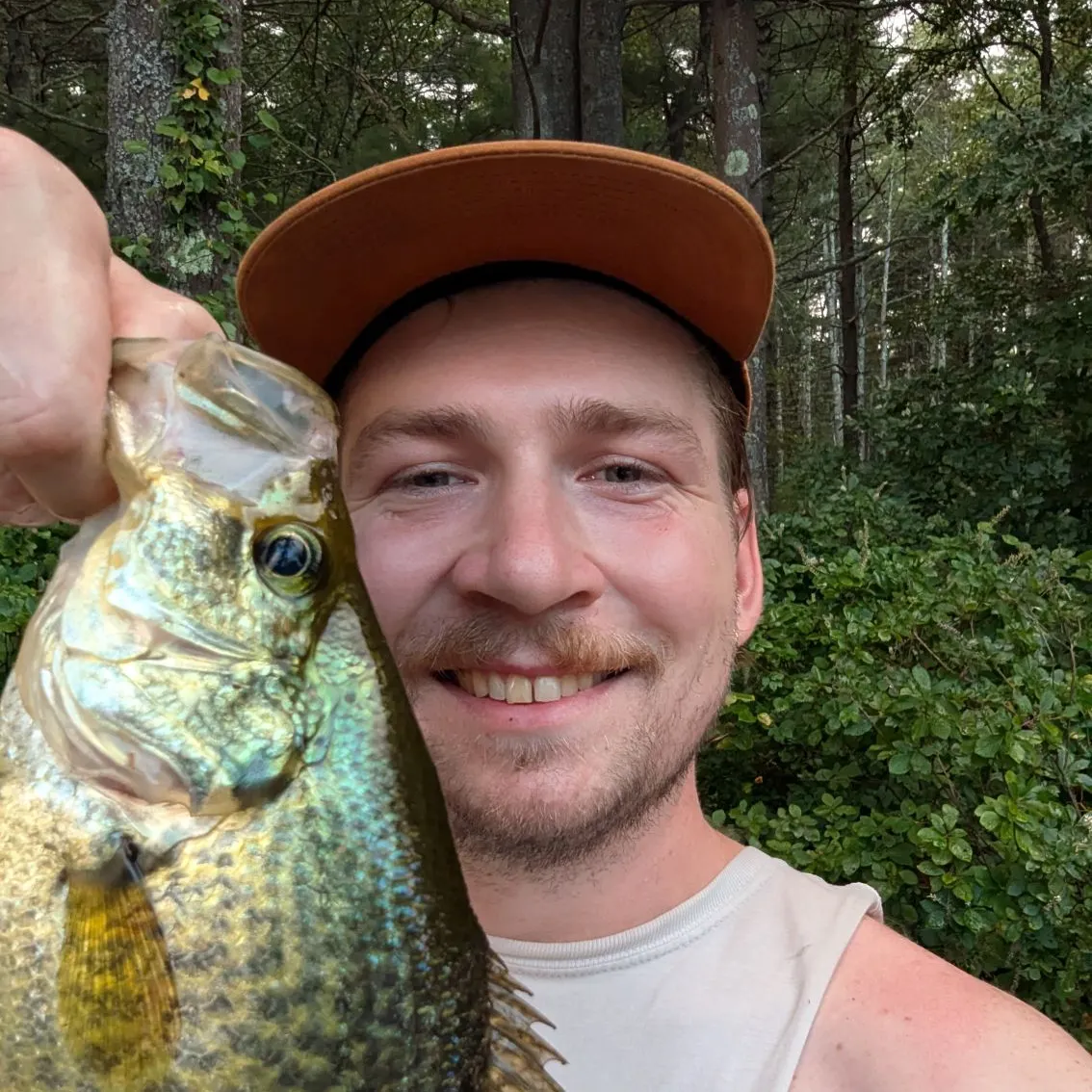 White crappie caught on Fishbrain