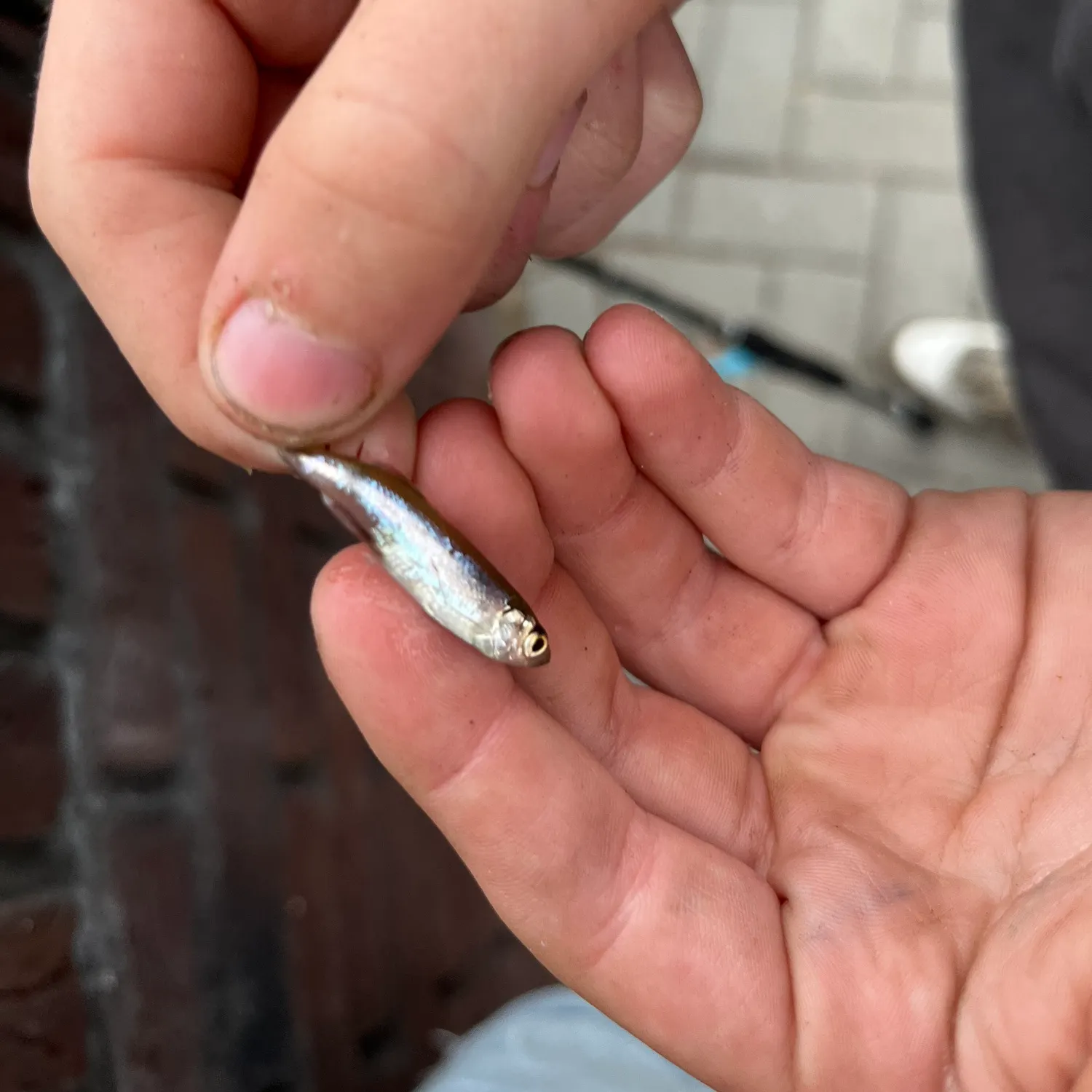 Common roach caught on Fishbrain