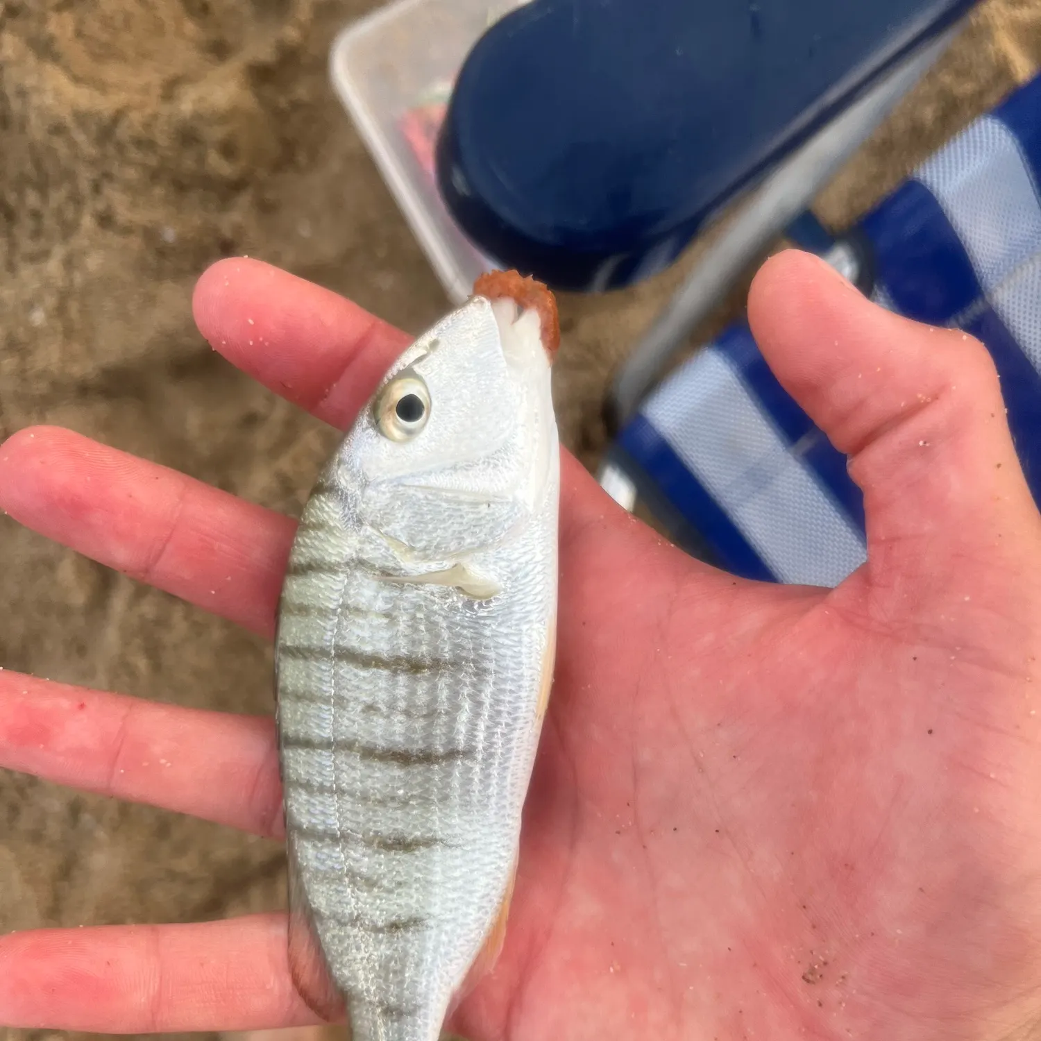 The most recent Striped seabream catches on Fishbrain