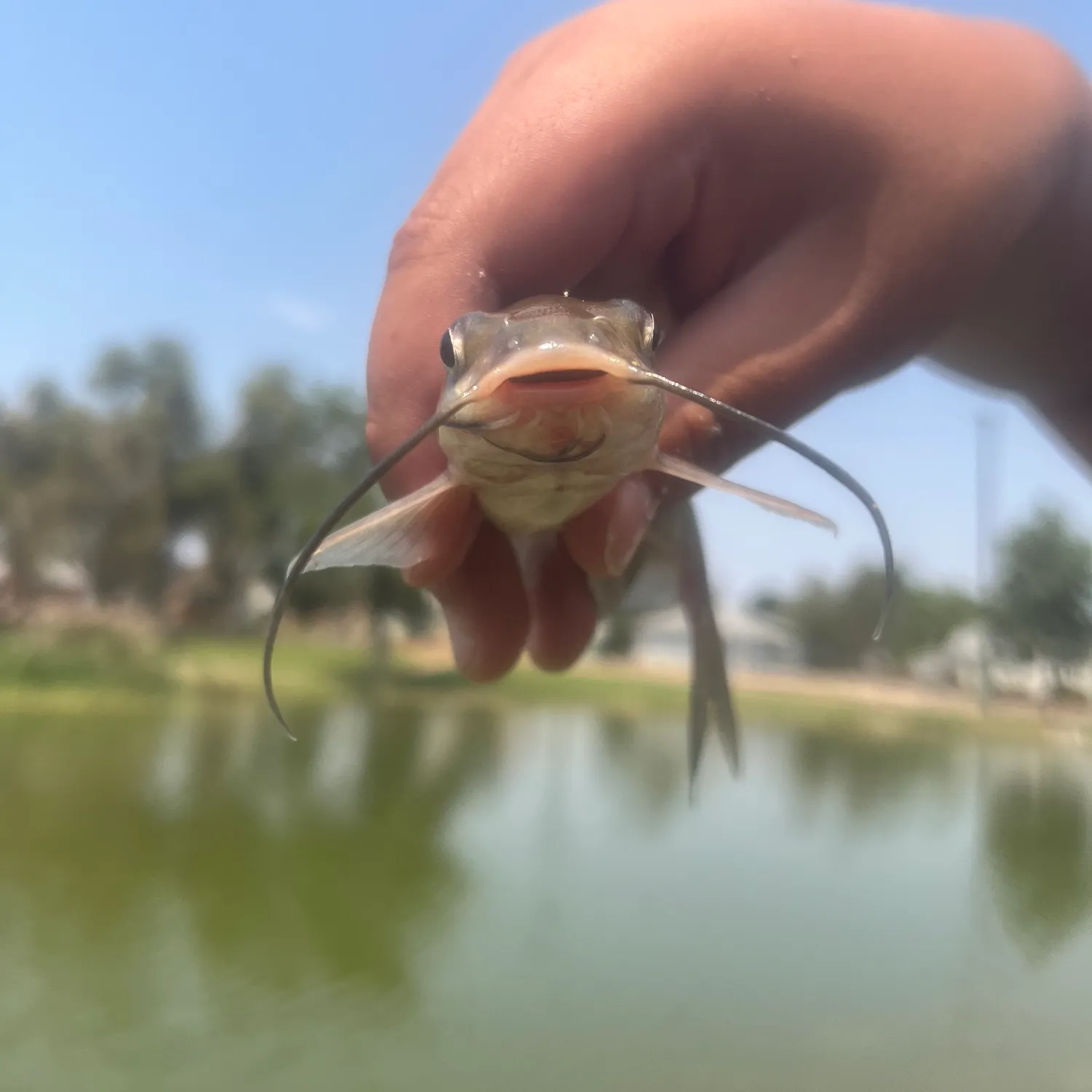 Channel catfish caught on Fishbrain