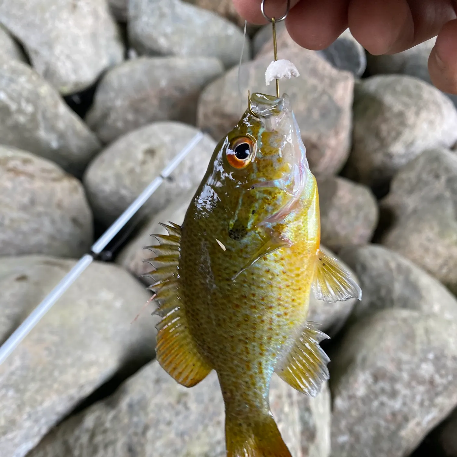 Redbreast sunfish caught on Fishbrain