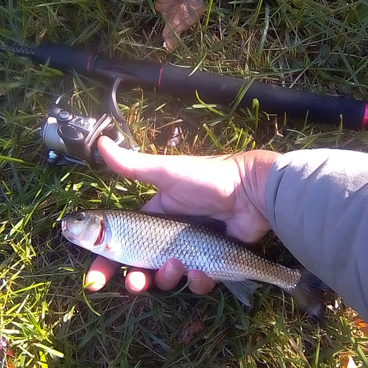 Fallfish caught on Fishbrain