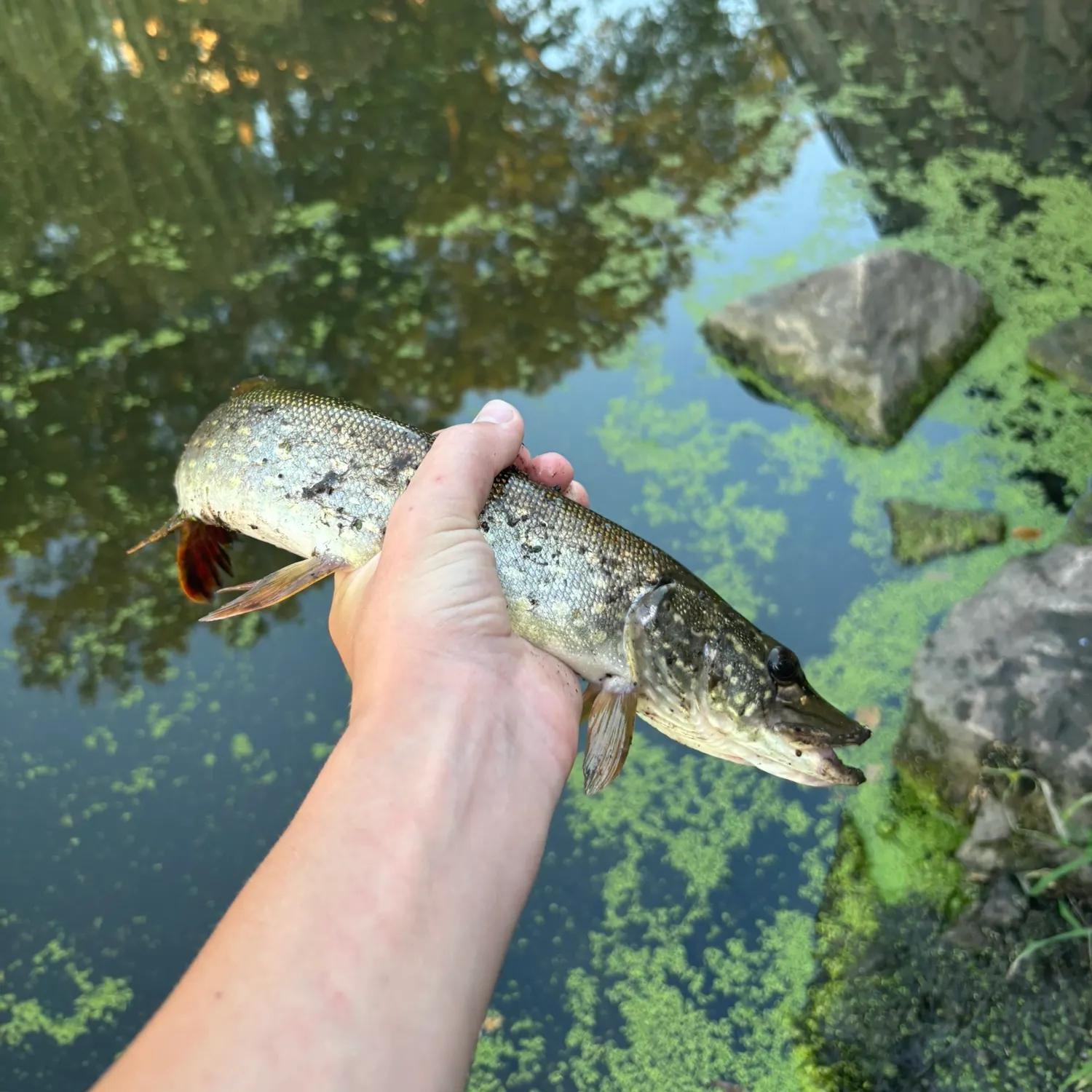 Northern pike caught on Fishbrain