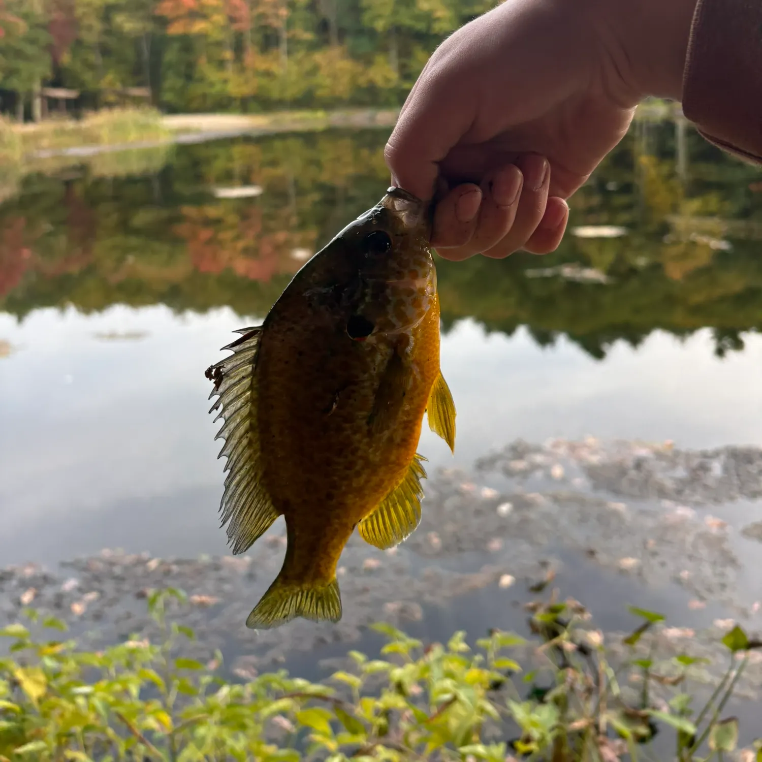 Pumpkinseed caught on Fishbrain