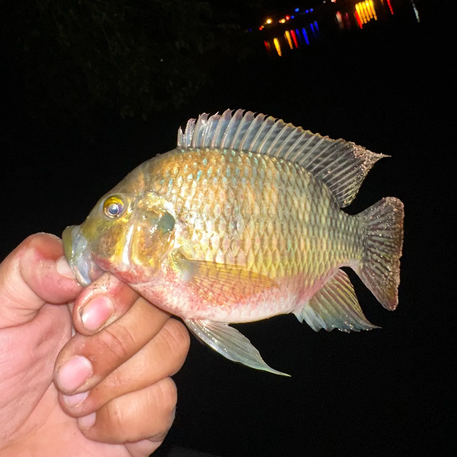 Redbelly tilapia caught on Fishbrain