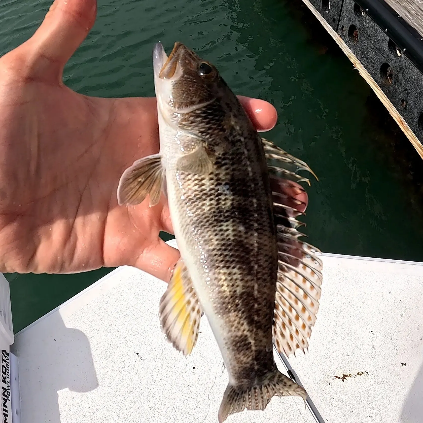 The most recent Rock sea bass catches on Fishbrain