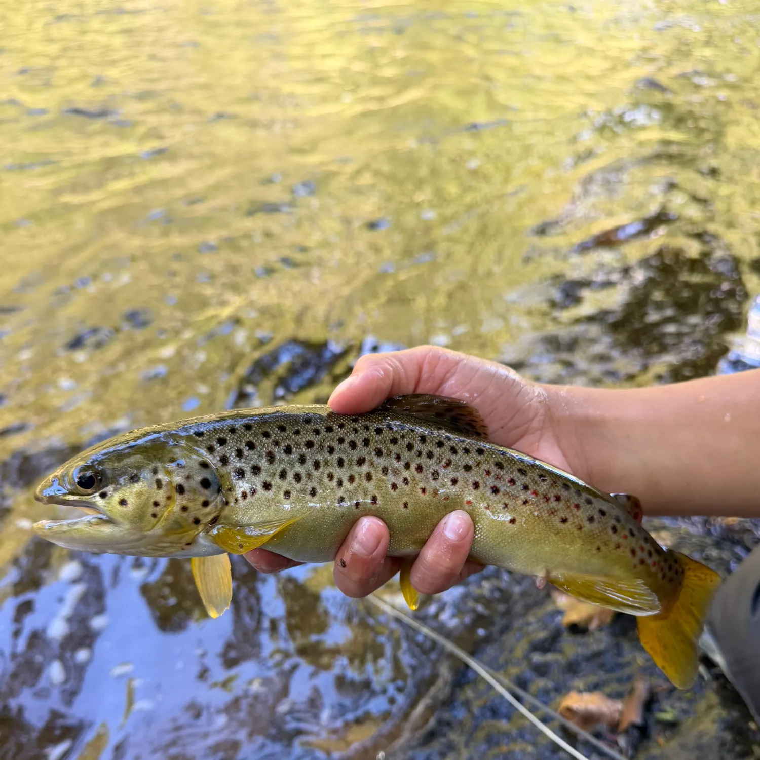 Brown trout caught on Fishbrain