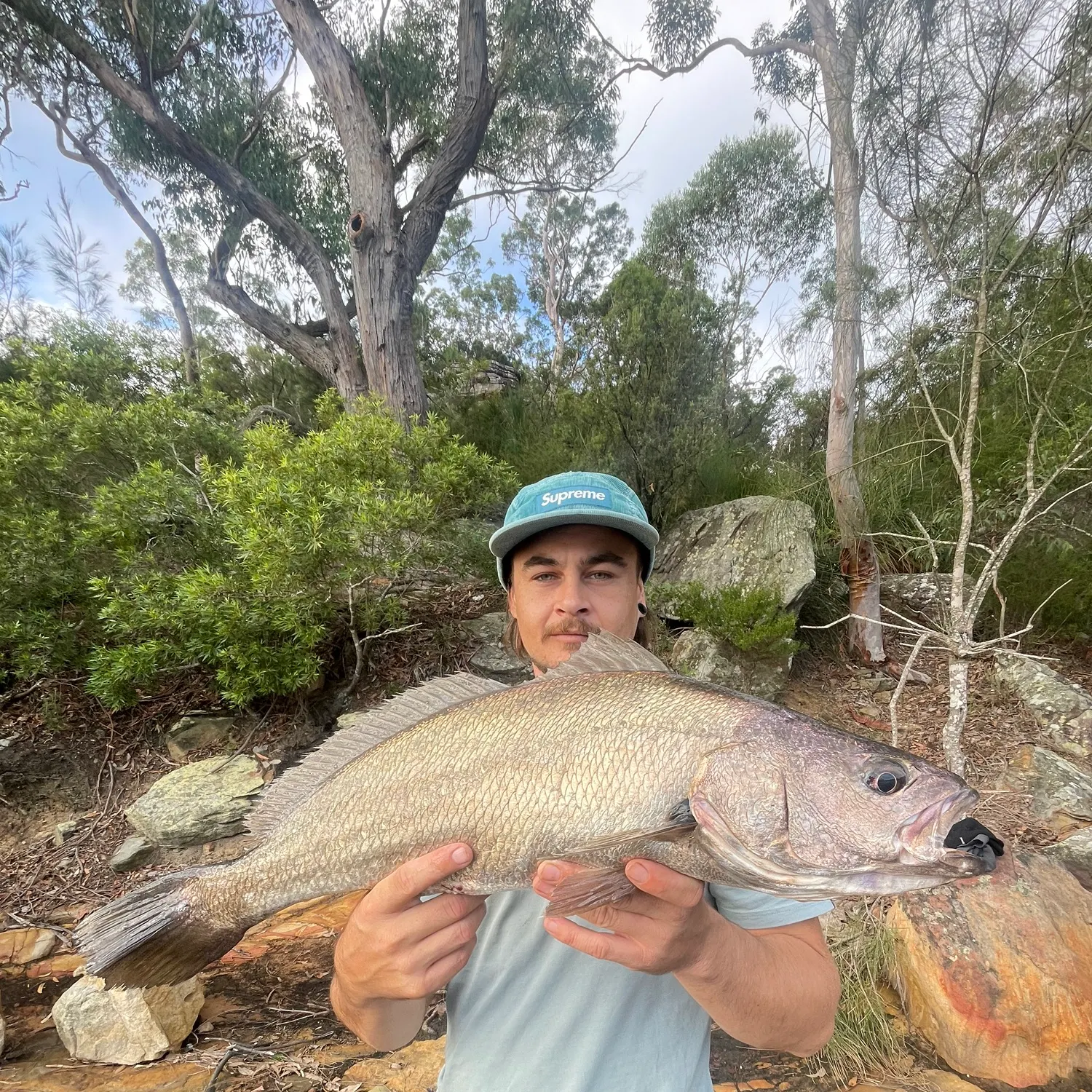 The most recent Japanese meagre catches on Fishbrain