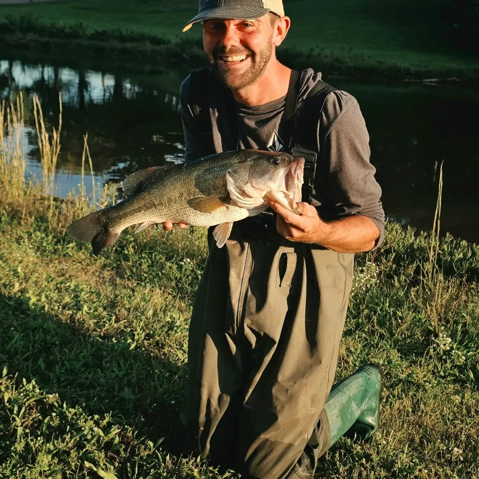 Largemouth bass caught on Fishbrain