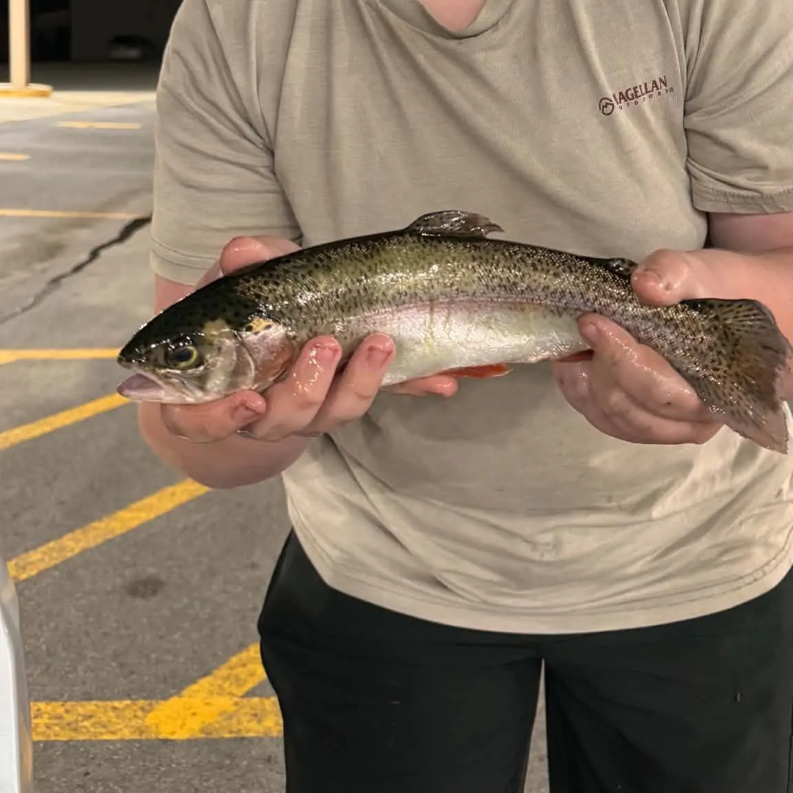 Rainbow trout caught on Fishbrain