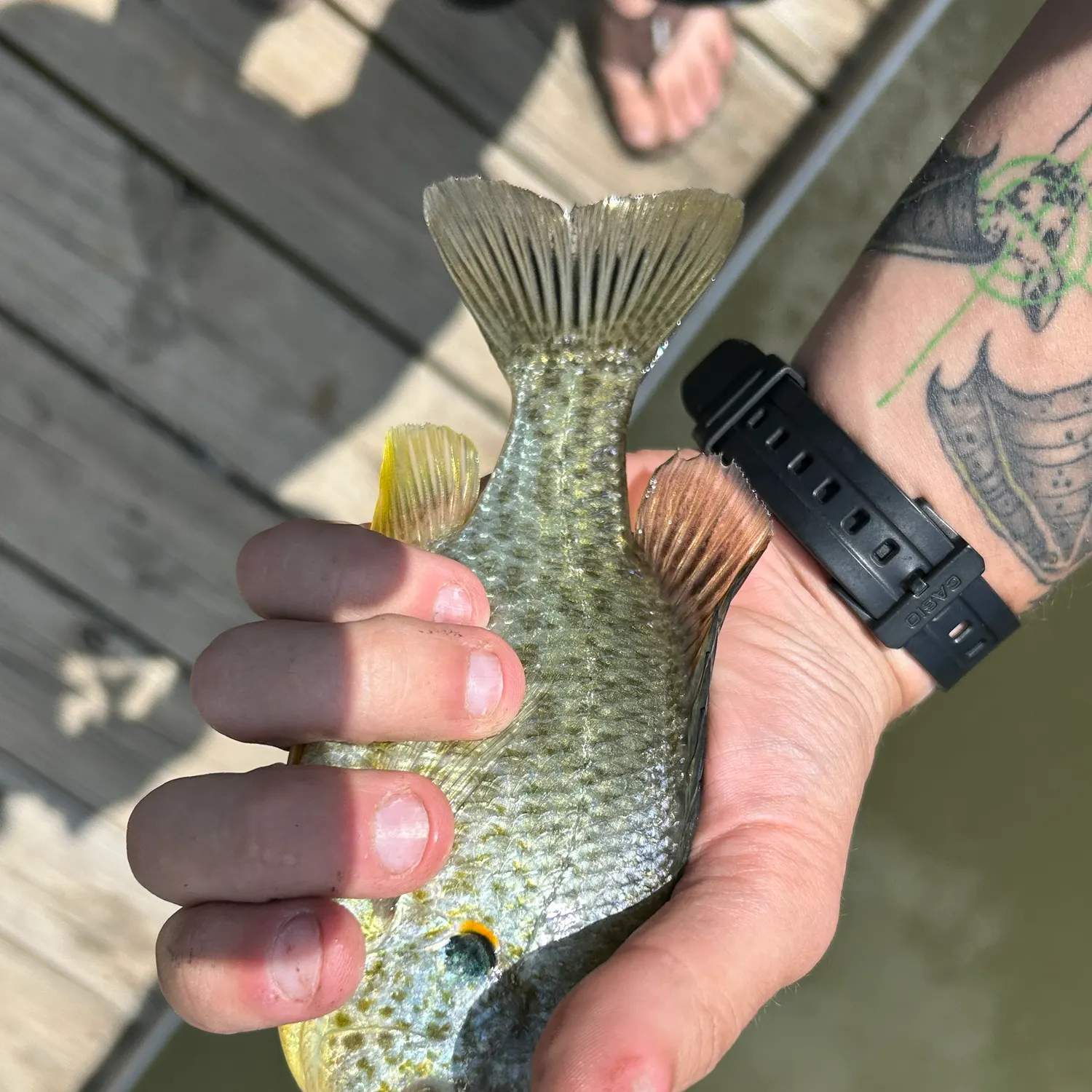 recently logged catches