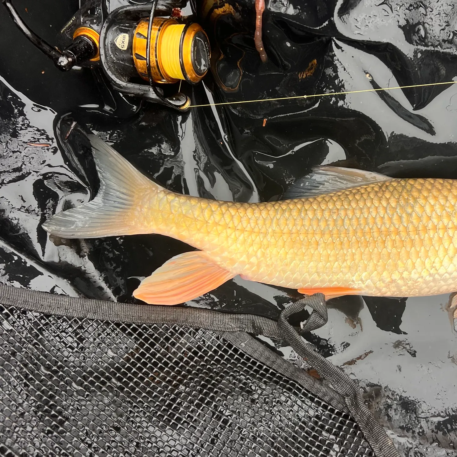 The most recent Golden redhorse catches on Fishbrain