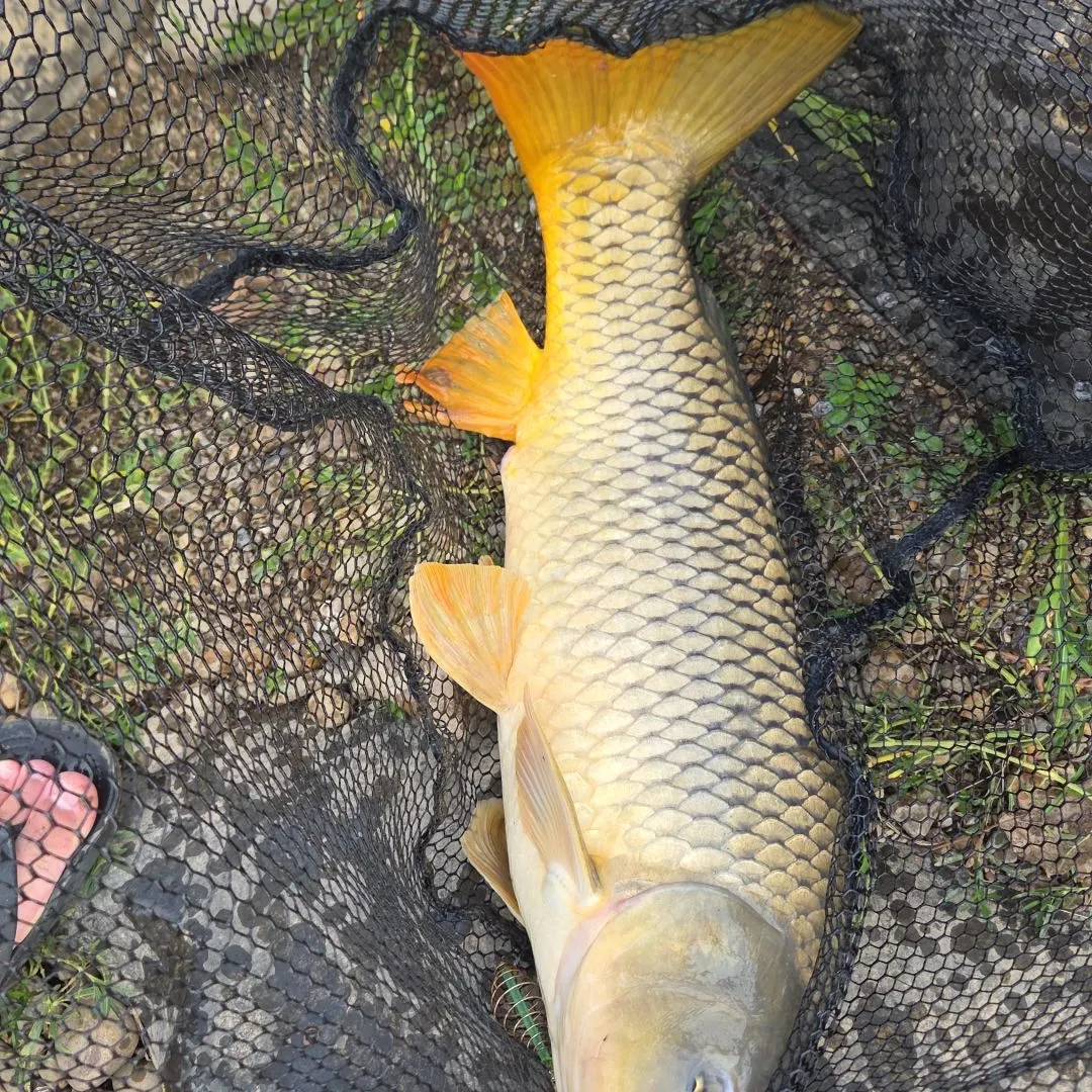 Common carp caught on Fishbrain