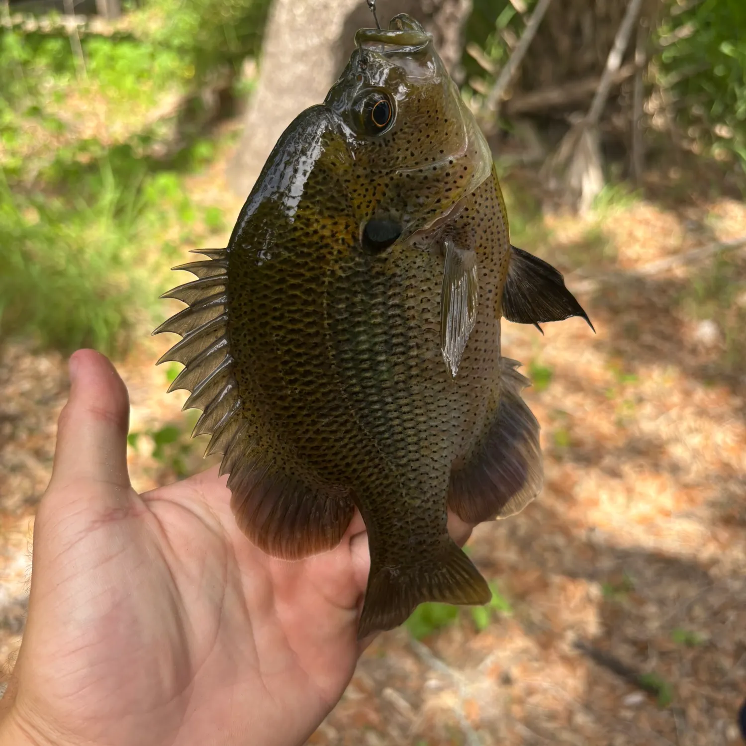 The most recent Spotted sunfish catches on Fishbrain