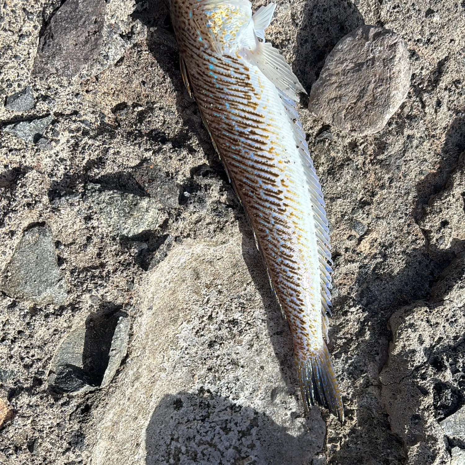 The most recent Greater weever catches on Fishbrain