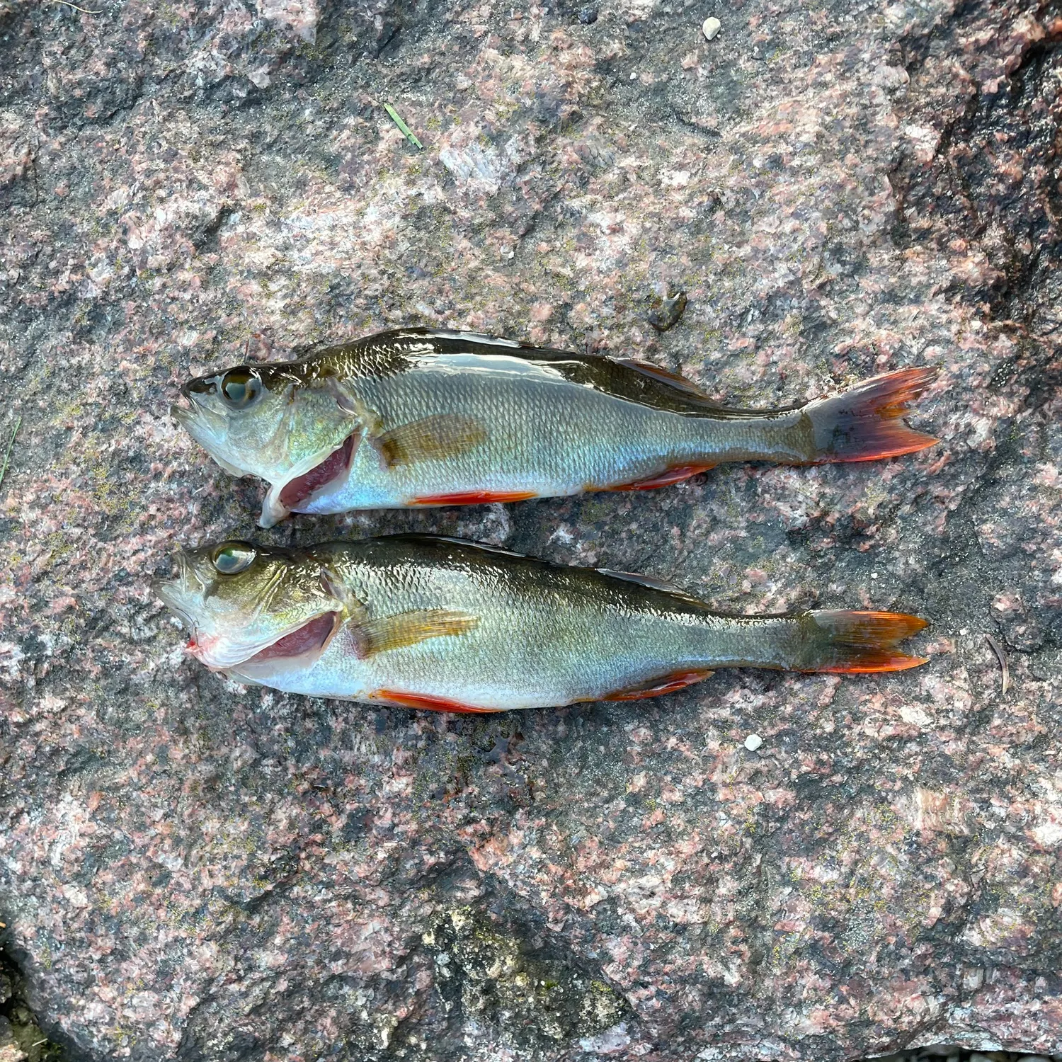 European perch caught on Fishbrain