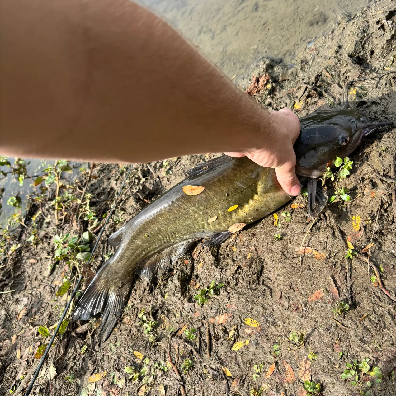 Channel catfish caught on Fishbrain