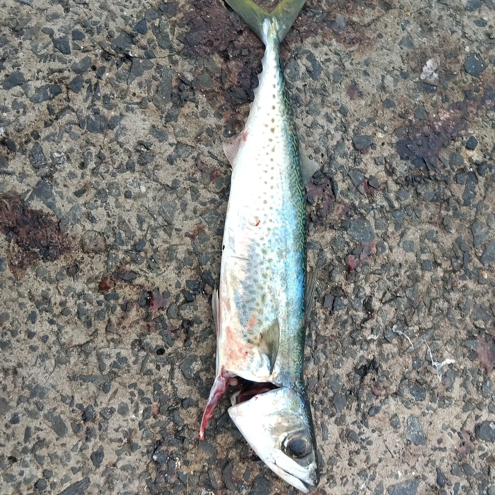 The most recent Pacific chub mackerel catches on Fishbrain