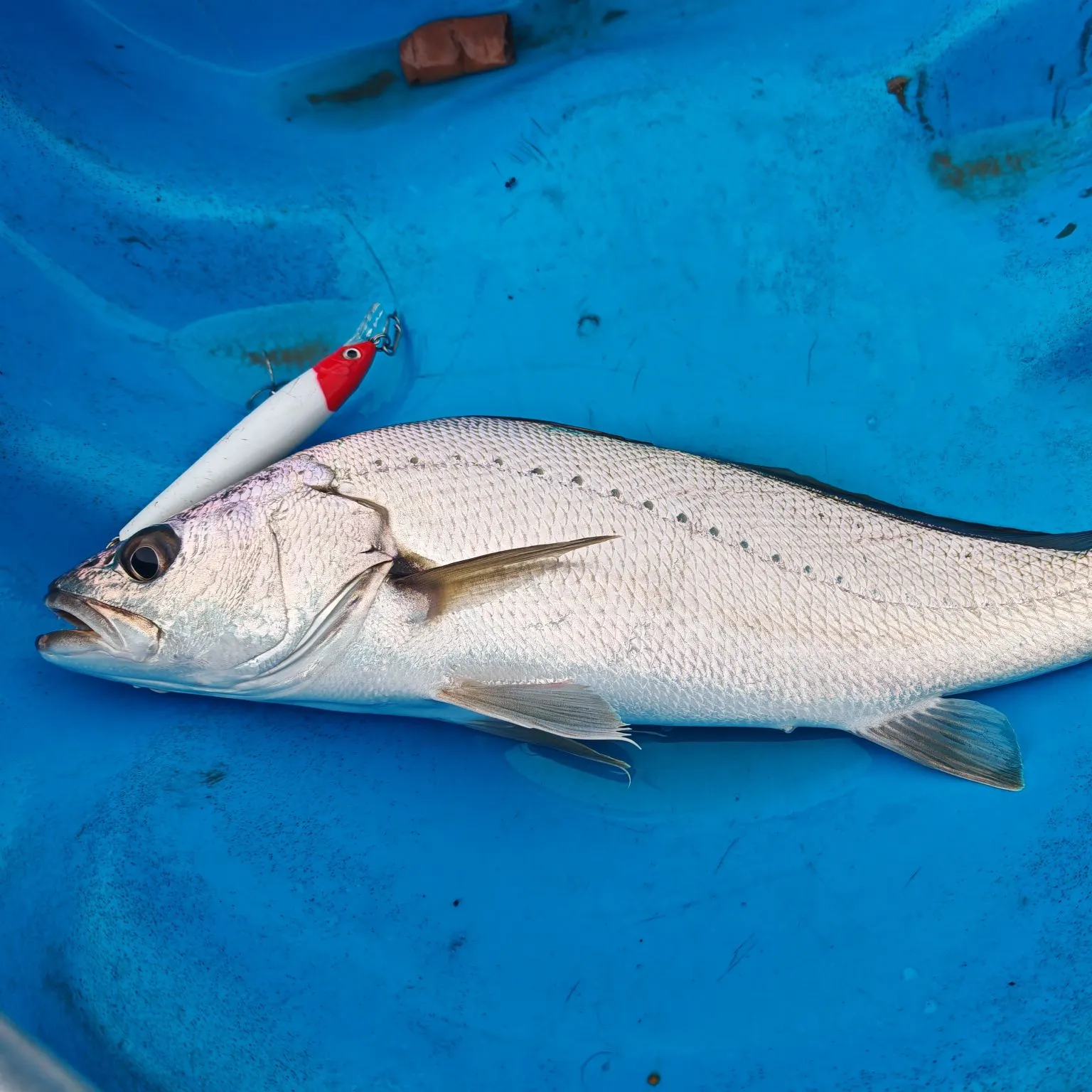 The most recent Japanese meagre catches on Fishbrain