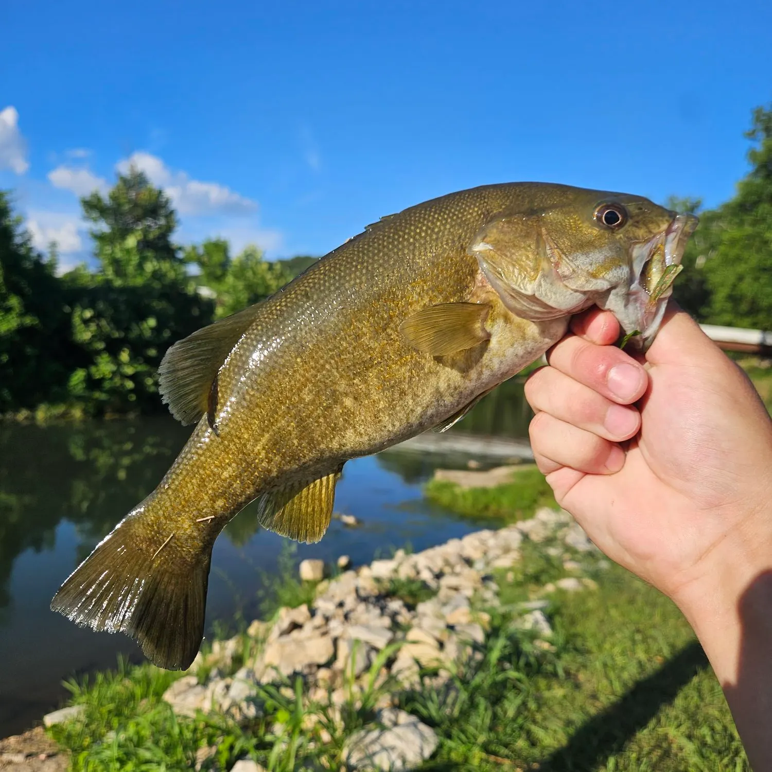 The most recent Neosho bass catches on Fishbrain