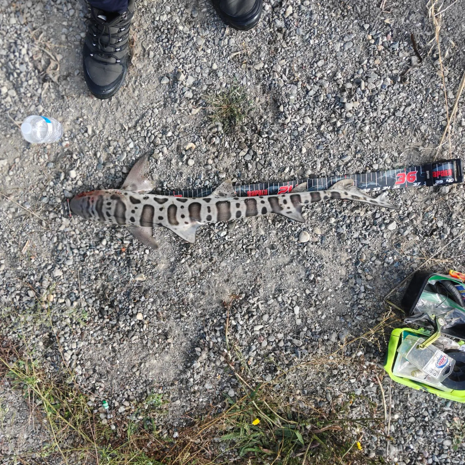 Leopard shark caught on Fishbrain